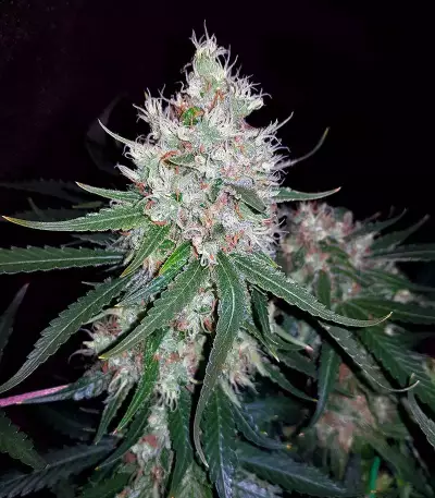 Semi femminizzati Exodus Cheese x Durban Panama
