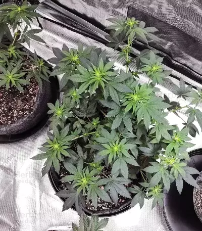 Gelato #45 féminisée (Barney's Farm)