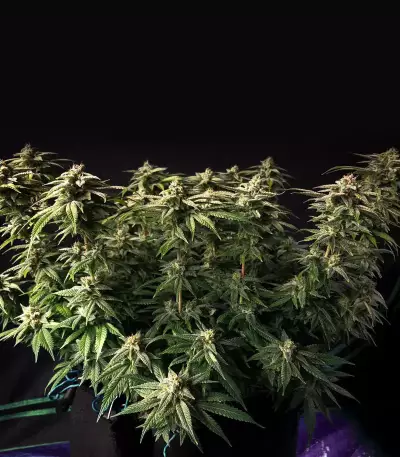 Grandaddy Purple