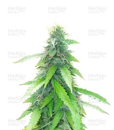 Semillas Feminizadas Humboldt Sour Diesel Autoflower (Humboldt Seed Company)