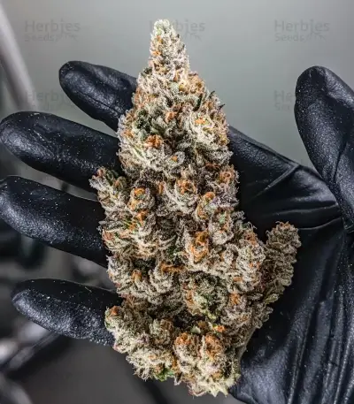 Kerosene Krash Auto Seeds