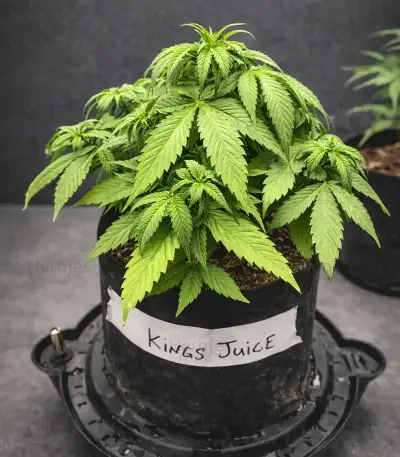 King's Juice Auto Seeds