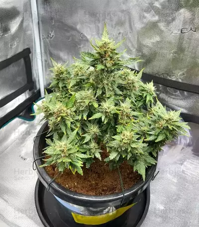 Lemon Jack Seeds (Seedkeepers)