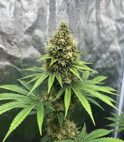Lemon O.G. Seeds