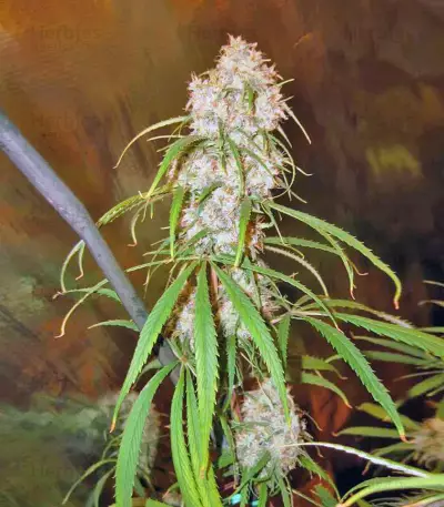 Malawi Seeds