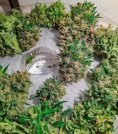 Mandarin Thuggee Auto Seeds (AlphaFem Seeds)