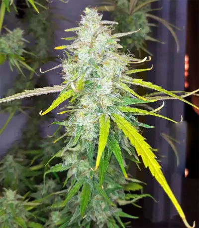 Graines de cannabis Panama (CannaBioGen)