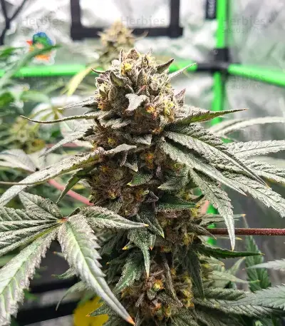 Papaya Sherbet Seeds