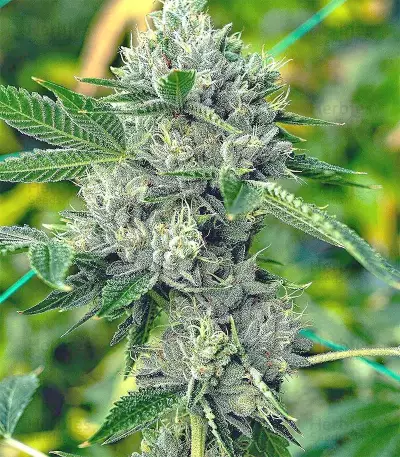 Pure Kush Seeds (Original Sensible Seeds)