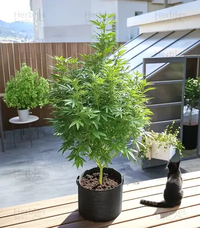Semi femminizzati Royal Gorilla