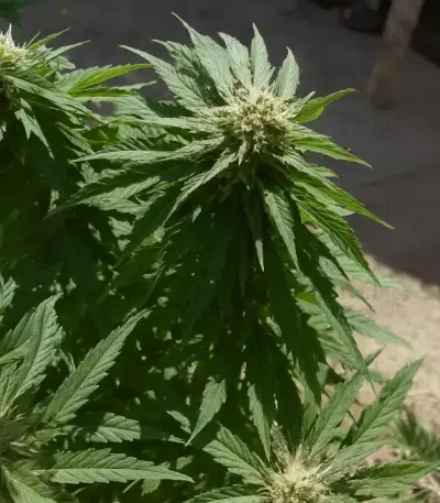 Stoned Panda Seeds