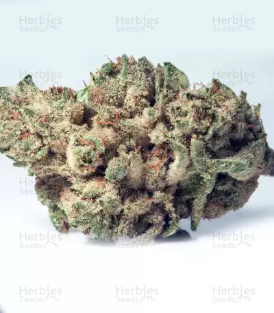 Trippy Gorilla