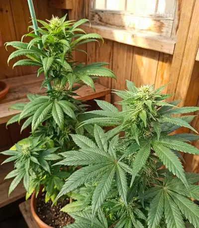 Tropical Tangie Seeds