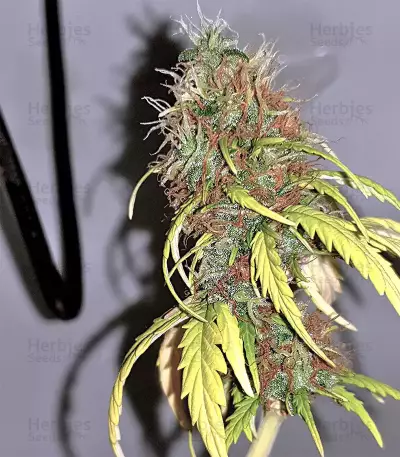 White Widow feminized seeds (Seedstockers)