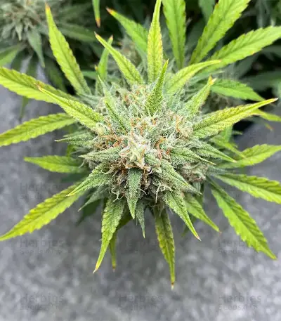Z-Up Auto Seeds