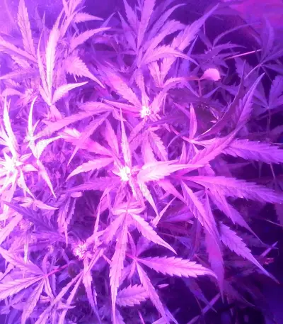 Graines de cannabis Ultraviolet Auto (Samsara Seeds)