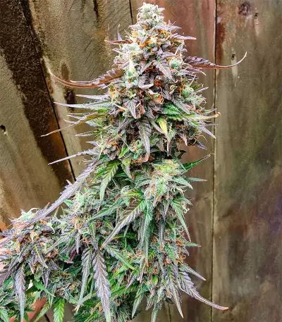 Do-Si-Dos Autoflower (Herbies Seeds)