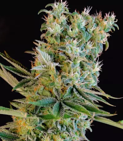 Graines de cannabis Amnesia Bilbo (Genehtik Seeds)