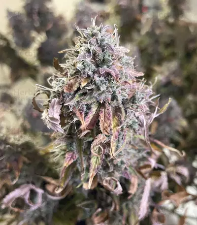 Original Auto Chemdawg Seeds