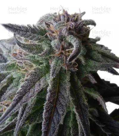 Special Queen #1 (RQS)