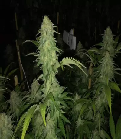 Super Skunk feminized seeds (White Label)