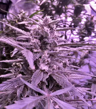 60 Day Lemon Autoflower (DNA Genetics)