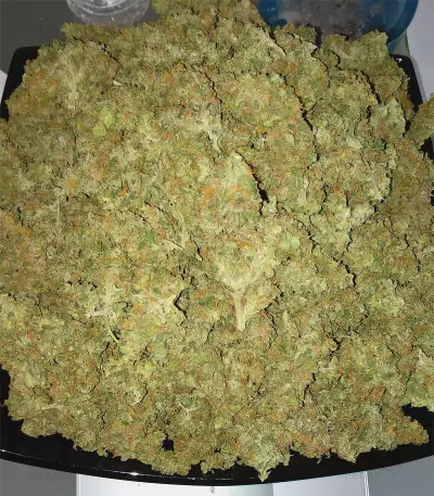 Semi di Tangerine Dream Auto fem