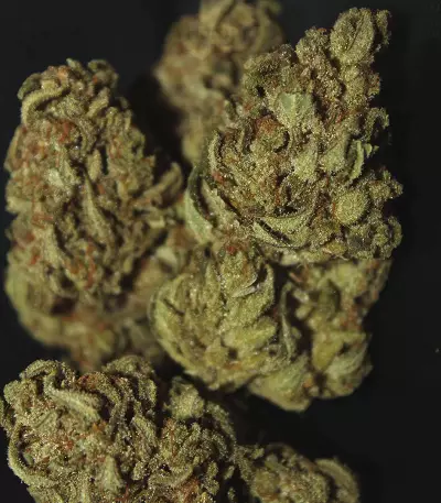 Original Auto Chemdawg Seeds