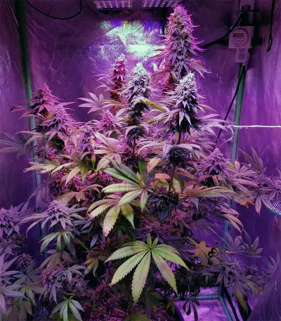 Acid Dough (Ripper Seeds)