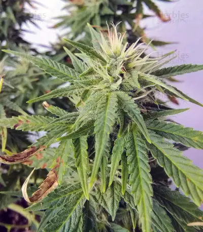 BCN Power Plant Seeds