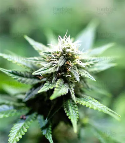 Black Destroyer feminized seeds
