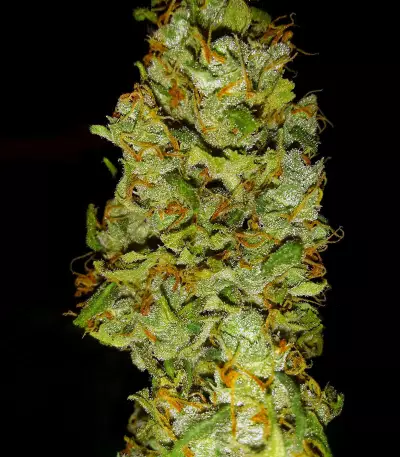 Blue Cheese Seeds (Big Buddha Seeds)