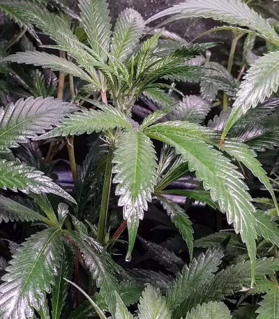 Blue Cindy feminized seeds