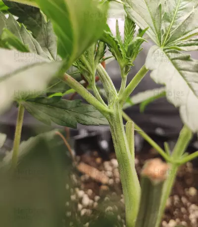 Graines de cannabis CBD Blue Shark (Barney's Farm)