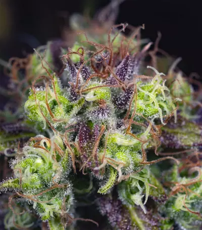 Dinamed CBD feminized seeds