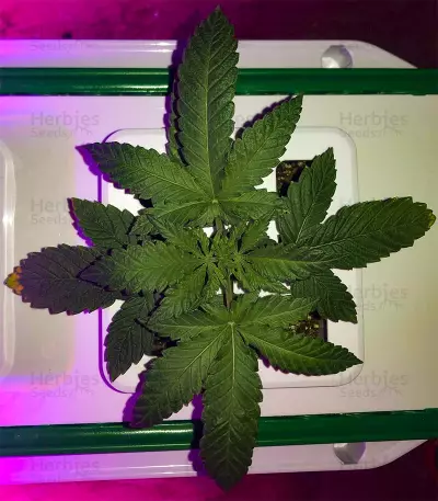 Dr. Grinspoon (Barney's Farm)