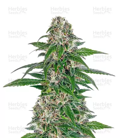 Buy Early Skunk Automatic feminized seeds