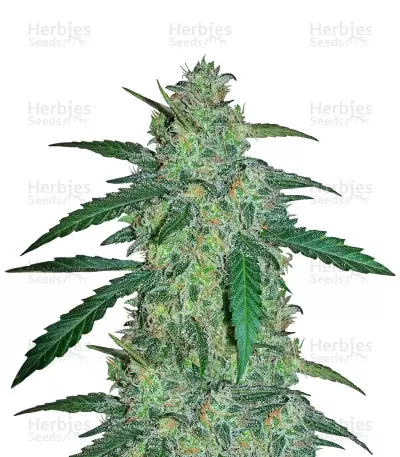 Graines de cannabis Early Skunk Haze (Early Pearl Skunk x Haze) Regular (Mr. Nice Seedbank)