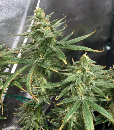 Four-Way Regular seeds