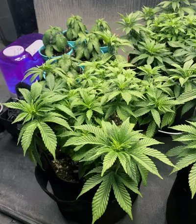 Gelato Seeds