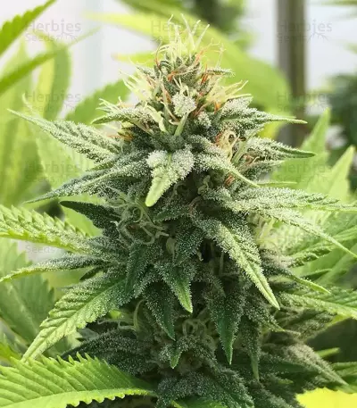 GG#4 Original Glue Seeds (Blimburn Seeds)
