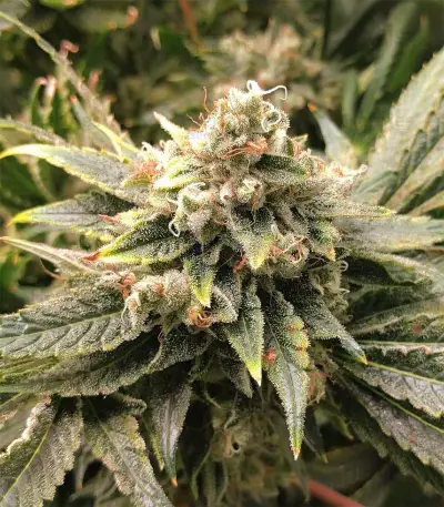 Kosher Sorbet (DNA Genetics)