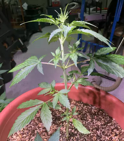 Lemonberry Haze Auto (Original Sensible Seeds)