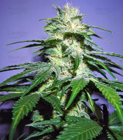 Semi femminizzati Nepal Jam