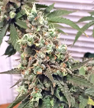 Neville's Haze Seeds