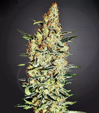 Neville's Haze Seeds