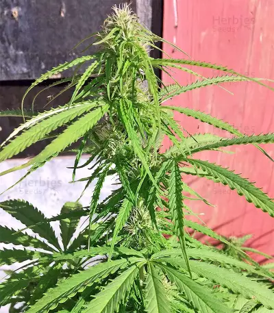 Northern Lights Seeds (Seedstockers)