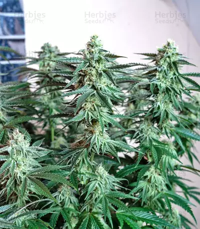 Original Bruce Banner Seeds