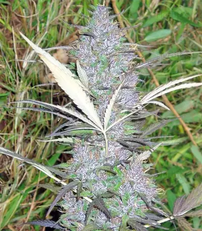 Panama Regular seeds