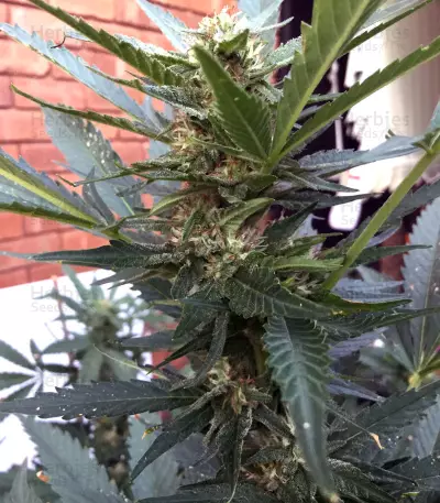 Pineapple Express Seeds (G13 Labs)